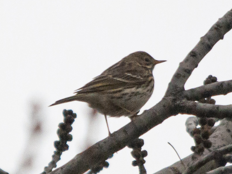 Pispola (Anthus pratensis)